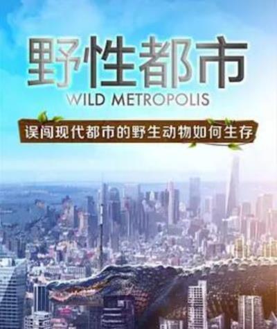 野性都市国语