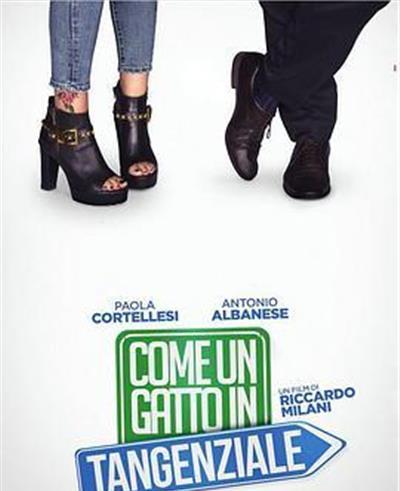 高速路上一只猫