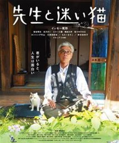 老师与流浪猫