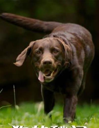 地平线系列：狗狗秘闻