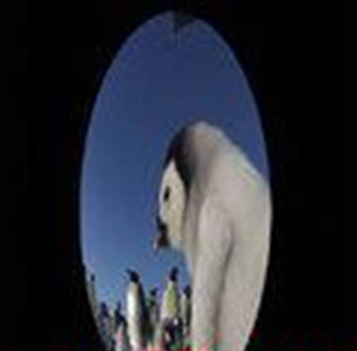 帝企鹅宝宝的生命轮回之旅