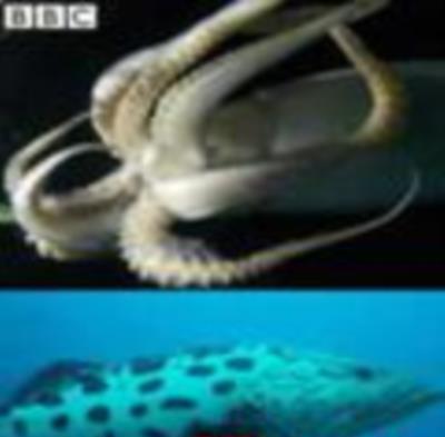 海洋系列