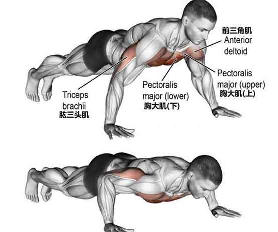 俯卧撑训练的是哪里的肌肉