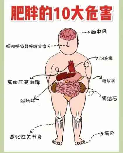 男人肥胖的危害图片