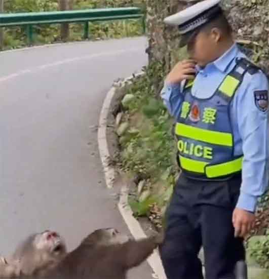 群猴造成堵车 交警被三猴围攻