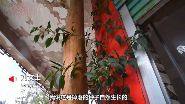 水泥地面长出近3米高辣椒树
