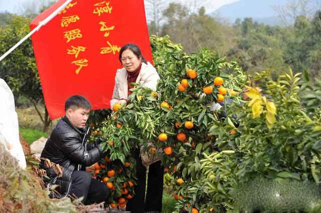 志愿者帮忙采摘网红直播带货