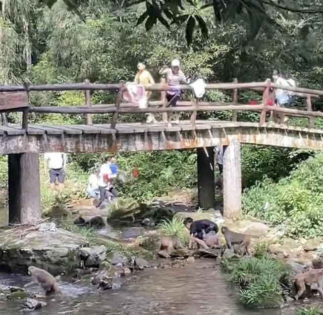 男孩小溪戏水遭野猴群袭击