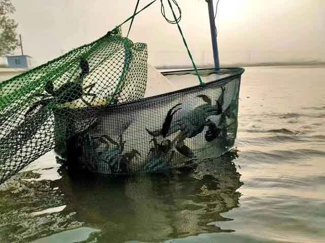 高温热瘦阳澄湖大闸蟹价格暴涨40%