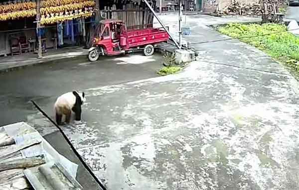 四川雅安大熊猫下山进村溜达