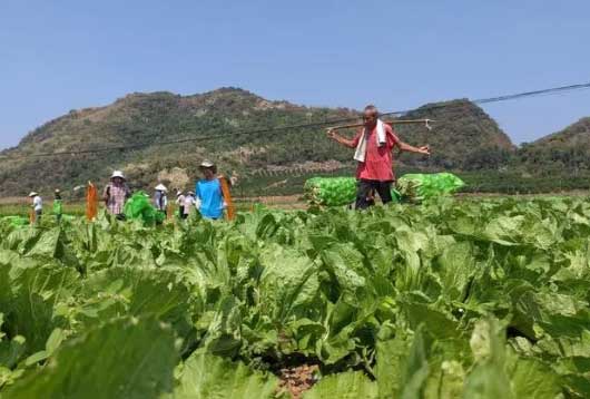 土坑酸菜的翻身仗打得怎么样