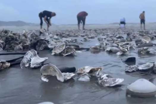 台风天深圳一海滩出现大量海鲜