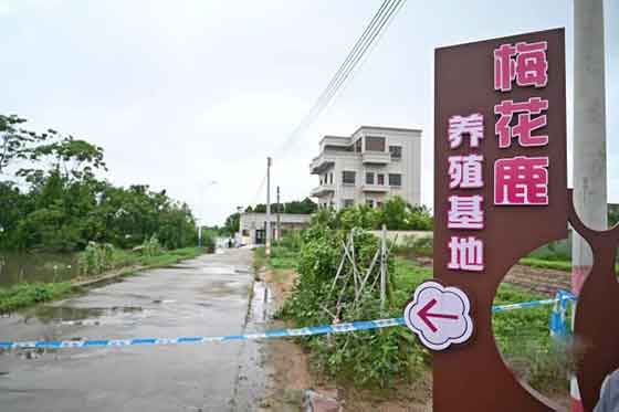 镇政府回应暴雨致养殖场鳄鱼出逃