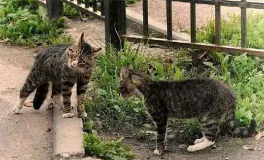 猫咪做完绝育手术一脸生无可恋