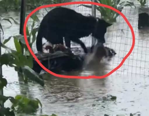 暴雨天养殖场小狗多次下水救鸡