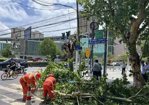 上海行道树被吹断 骑手小哥被砸身亡