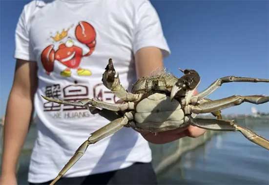 阳澄湖大闸蟹大量热死 精品价涨4成