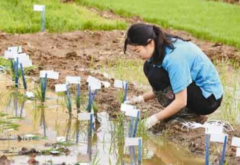 沙漠里能种水稻?揭秘种菜黑科技