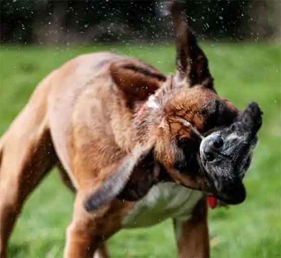 孤寡老人疑遭大型犬撕咬去世