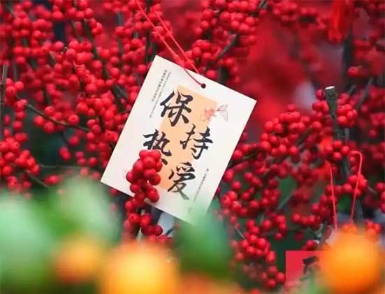 春节临近“年宵花”热销