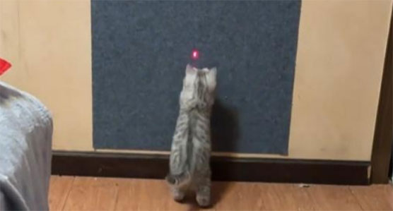 女子用激光笔逗猫竟烧坏眼睛？养猫人必看避坑指南！
