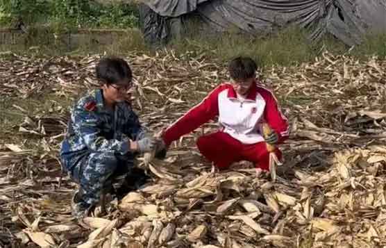 大学生国庆8天假掰7天半玉米？手磨茧但真香！🌽