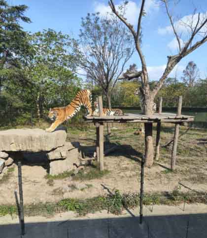 月薪5万招猛兽区司机？2000人抢1岗！敢进虎山喂老虎吗？