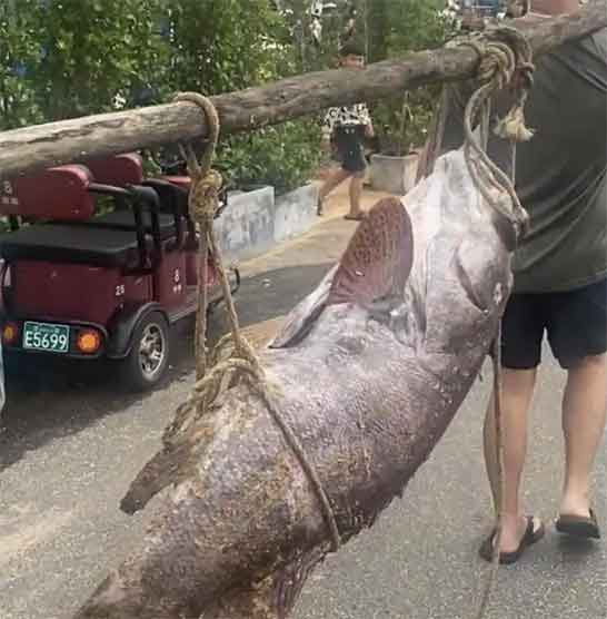 海口渔民捕获160斤龙趸!多人拖上岸卖1.3万