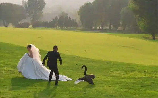 济南新人拍婚纱照！黑天鹅突袭抢新娘