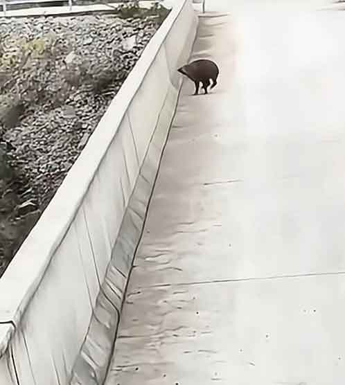 重庆野猪桥上遭车夹击 20米高空跳桥身亡