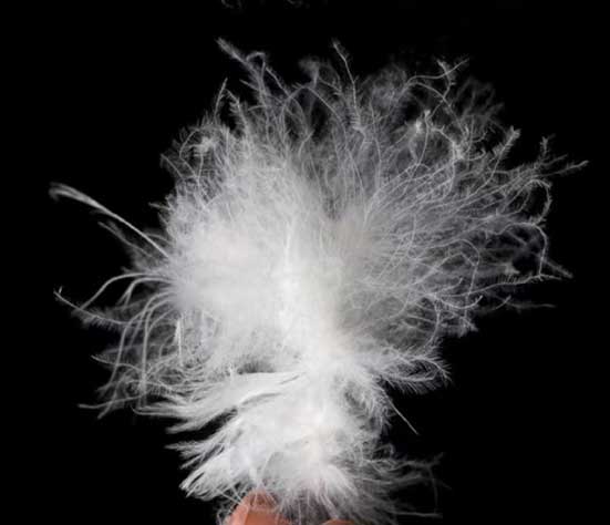 鸭绒价格暴涨240%！1吨从17万飙至58万