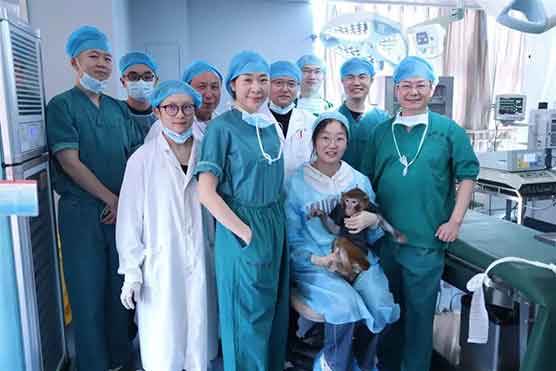 中国突破！基因编辑猪肾在猴体内存活超1年