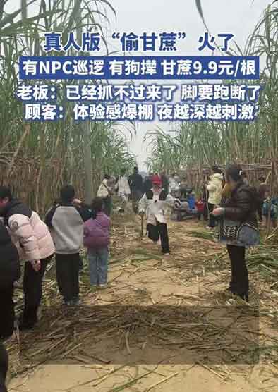 眉山自助偷甘蔗农场爆火 老板急到劝人吐槽