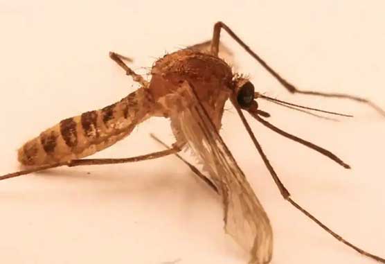 冬天蚊子杀疯了！3个真相+防叮指南赶紧存