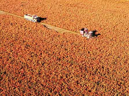 新疆沙漠变粮仓!耐盐碱水稻亩产超600公斤