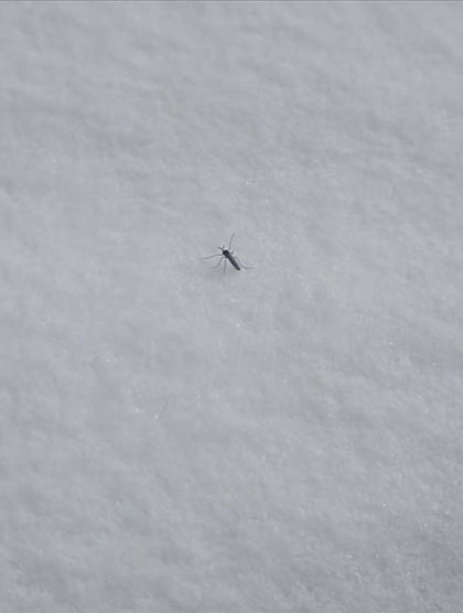 北京雪地惊现爬行蚊子？专家揭秘抗寒蚊真相