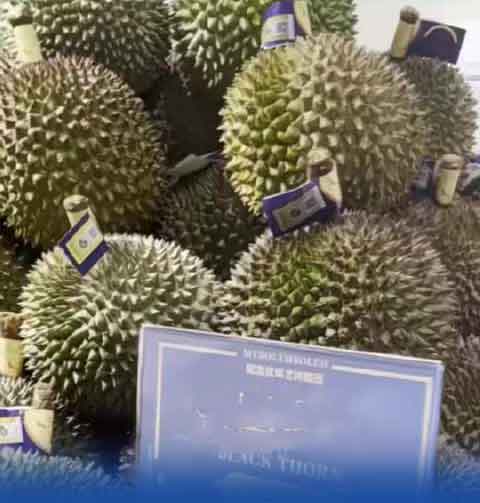 海南封关首日！1.5吨马来西亚榴莲1小时抢空