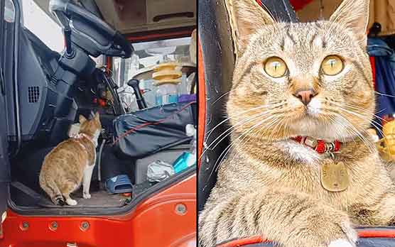 1800万挂车司机的救赎：小猫相伴闯天涯