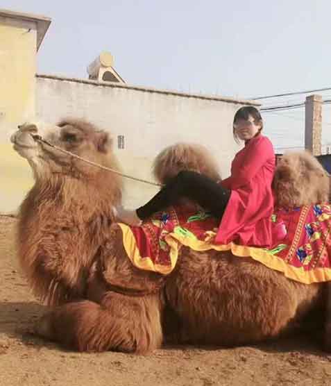 景区骆驼颈部流血染红皮毛!官方回应原因引关注