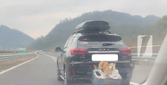 杭州柯基外挂狗笼越狱，跑上高速吓懵车主😱