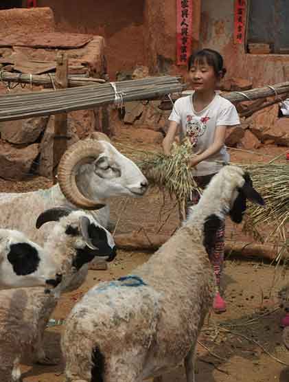 💥内蒙古学生获表彰，扛整只羊回家过马年