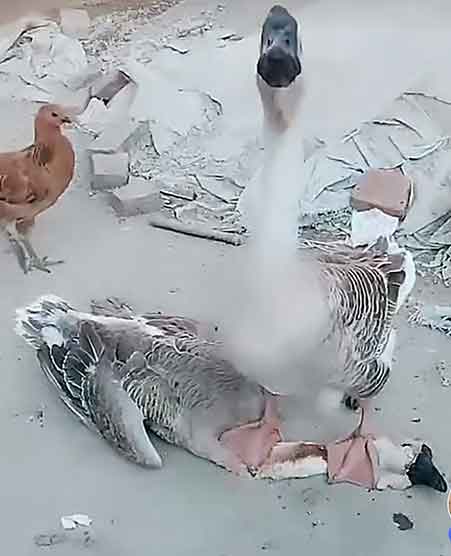 🔥待宰大鹅流泪，全网喊话求放过