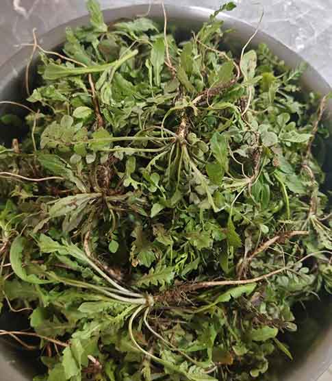 四川荠菜无人挖 线上20元/斤 南北反差引热议