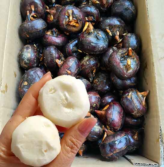 马蹄是“最脏水果”？科学辟谣+安全吃法全攻略