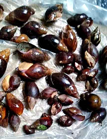 警惕⚠️广东暴雨后巨型蜗牛泛滥，携带致命寄生虫