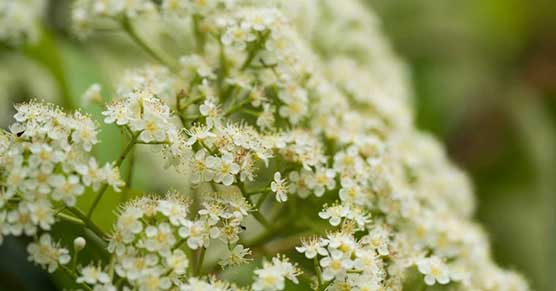 爆火🔥左右为“楠”的季节，石楠+楠木双C登场
