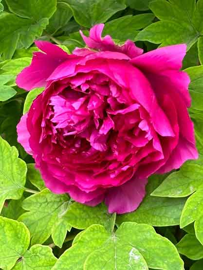 河南游客买牡丹遇断头花，洛阳市集火速回应