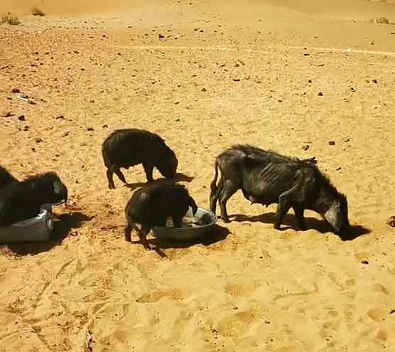 10万头黑猪治沙漠？官方回应：纯属谣言