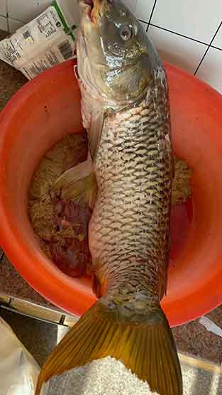 武汉高校雨后惊现10斤鲤鱼上岸!