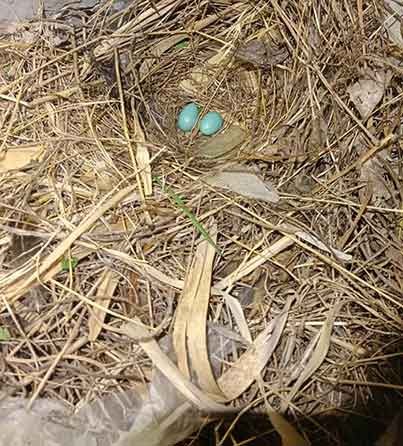 新房卫生间变鸟巢！喜鹊筑巢产蛋，房主暖心等待